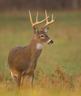 deer-management-practices | Deer Management