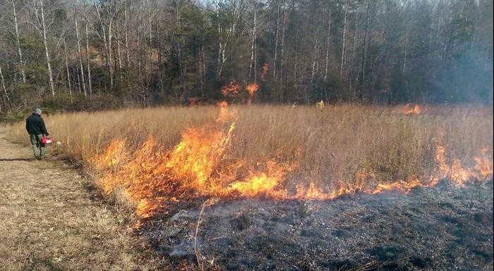 Prescribed Fire for Whitetail Habitat Improvement