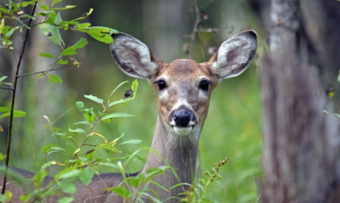 What is social carrying capacity of deer?