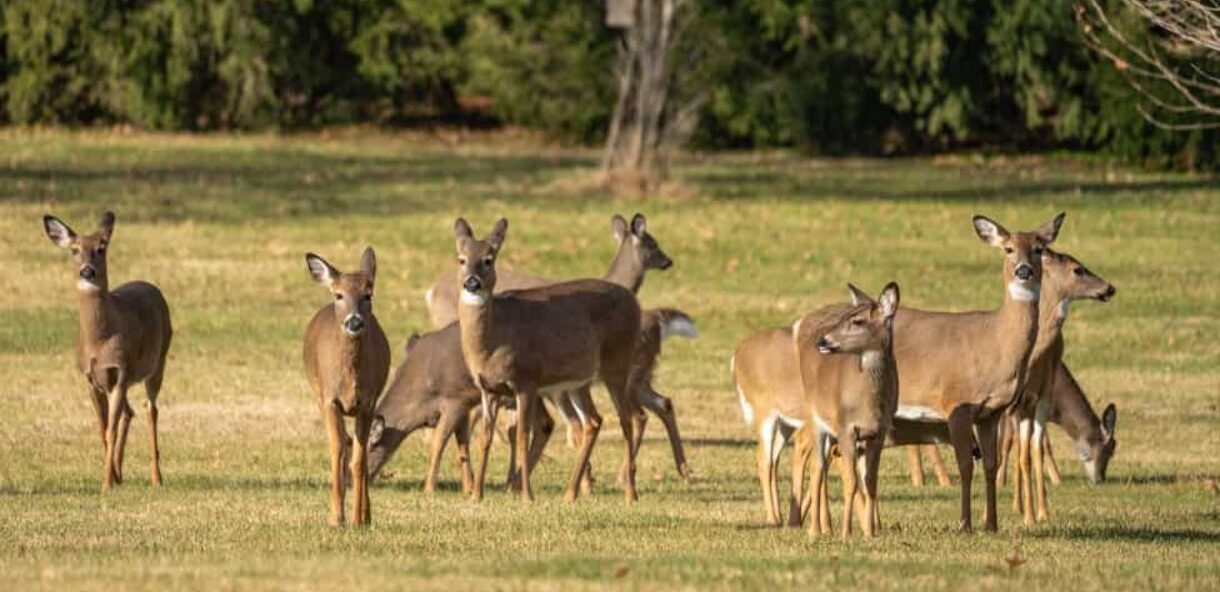 Deer Populations Can Exceed the Social Carrying Capacity of Residents in an area.
