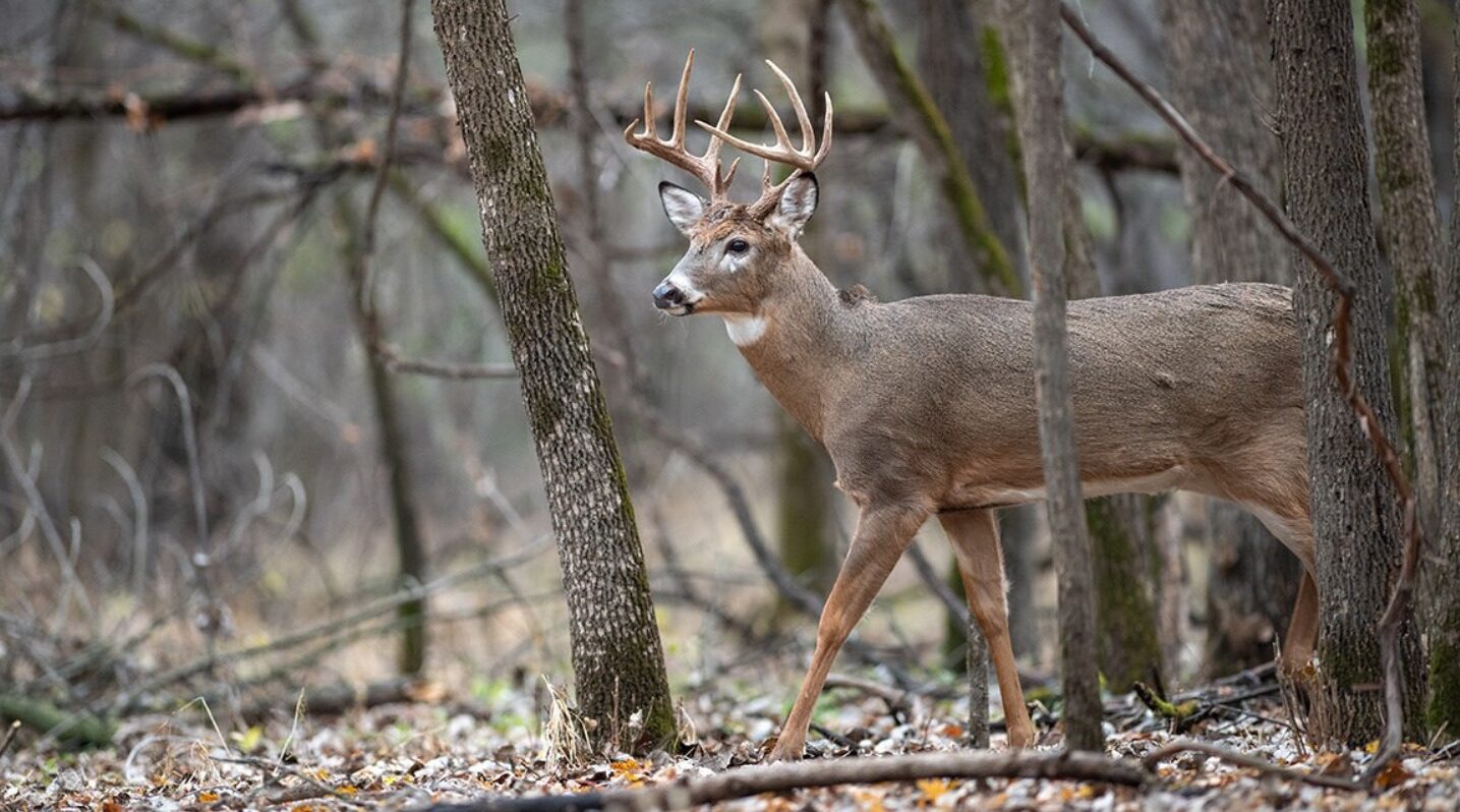 A white-tailed deer lives in a woodland adjacent suburban homes.