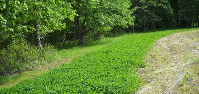 Food Plots for Whitetail Deer in Maryland