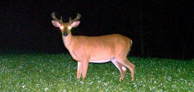 Food Plots for Whitetail Deer Management