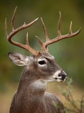 Food Plots for Whitetail Deer Management | Food Plots for Whitetail Deer