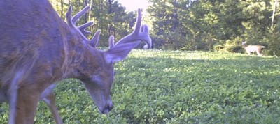 Food Plots for Whitetail Deer in Brown County, Texas