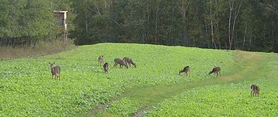 Food Plots for Whitetail Deer in Michigan