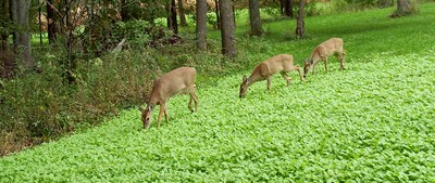 Food Plots for Whitetail Deer in Wisconsin