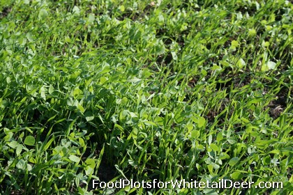 Winter Food Plots for Whitetail Deer in Texas