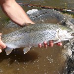 Yes, that's a rainbow trout