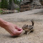 Chipmunks: Friendly Little Mammals!