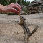 Chipmunks Like Hand-Outs