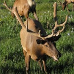 Estes Park Bull Elk