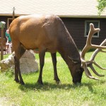 Bull Elk in Estes Park