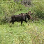 Bull Moose at Rocky Mountain National Park