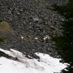 Mountain Goats