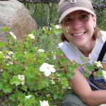 Rocky Mountain National Park Flowers