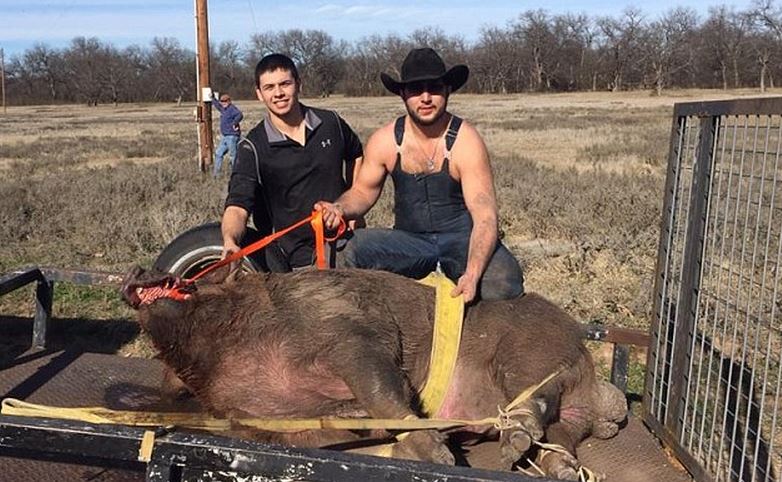 Big Hog Caught in Texas