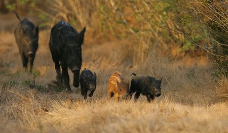 The biological aspects of feral hogs.