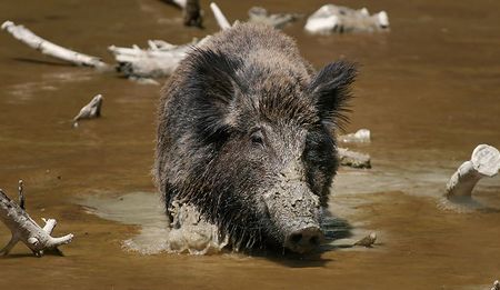 A feral hog cools off in some muddy water.