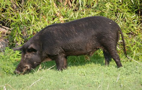 Feral hogs are both loved and hated.
