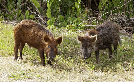 A pair of feral hogs