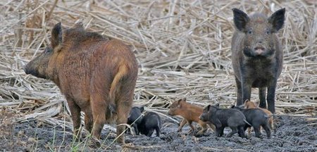 A group of feral hogs