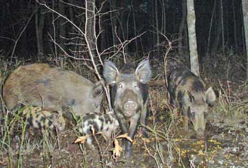 Feral hogs pose serious impacts to native wildlife and habitat.