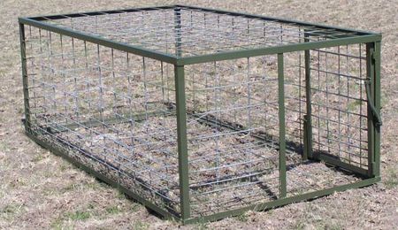 Good hog trapping tips can increase your success rate!