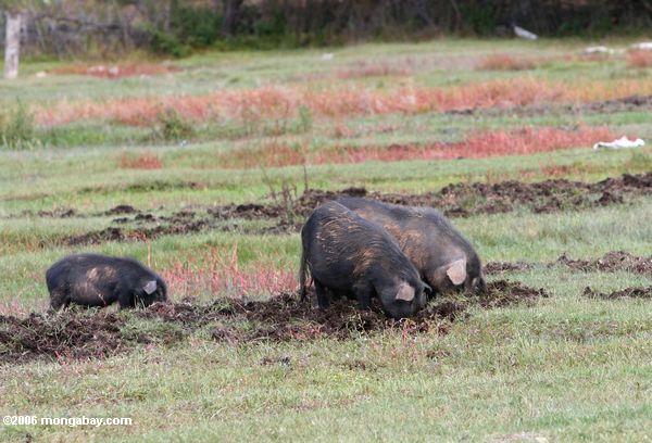 Feral hogs rooting in a field.