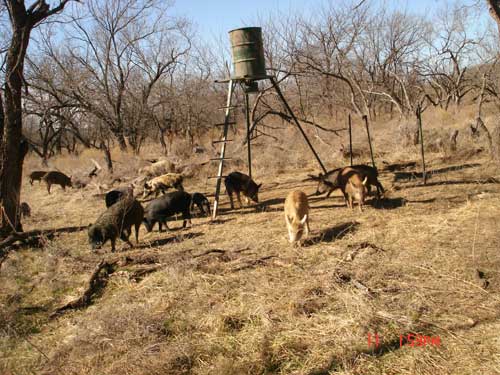 Hog Hunting: Look Out for Feral Hog Diseases