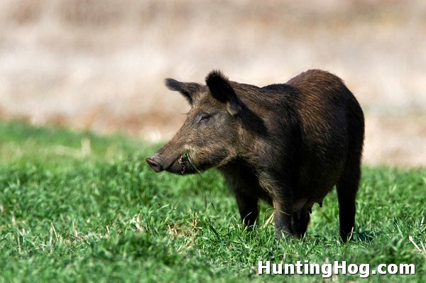Hog Hunting: Feral Hog Diseases and Parasites