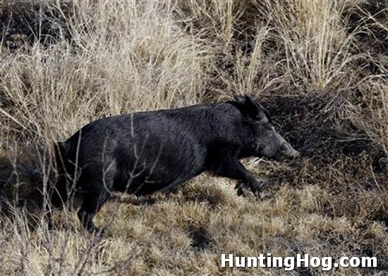 Hog Hunting in Central Texas - Cleaning up the Rivers