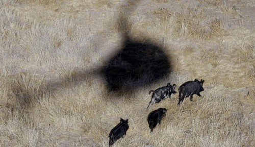 Hog Hunting from a Helicopter