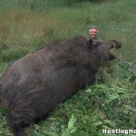 Giant Hog Killed in Texas