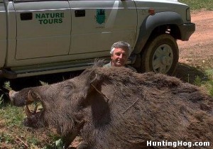 Giant Feral Hog Killed in Texas | Hog Hunting