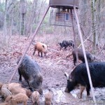 Feral Hog Hunting Tips