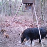 Hog Hunting - Wild Hogs