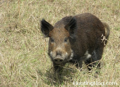 Hog Hunting - Feral Hog Hunting Tips