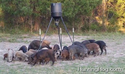 Hog Hunting Tip for Hunters: Make Clean Kills!