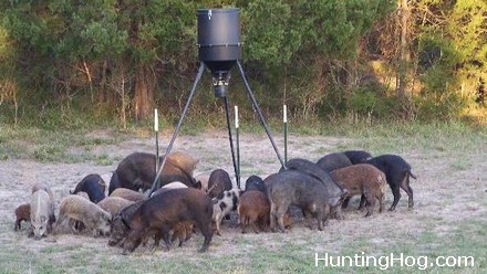 Feral Hog Hunting and Trapping in Texas - Necessary to Control Urban Hog Damage