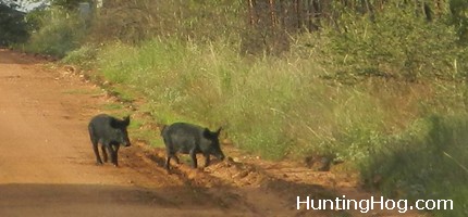 Using Bait for Hog Trapping and Hunting