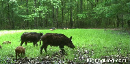 Feral Hog Hunting and Traping for Population Control