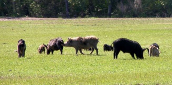 Is Sodium Nitrite Effective for Controlling Feral Hogs