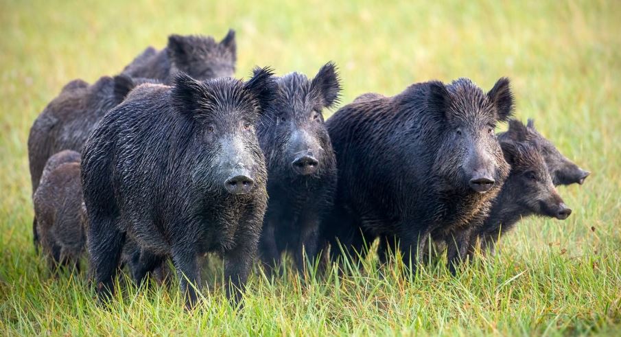 Texas Changes Hog Hunting Laws