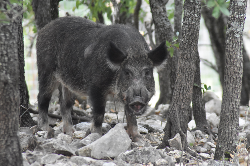 A Boar Feral Hog