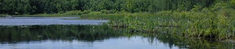 The essentials of pond and lake management