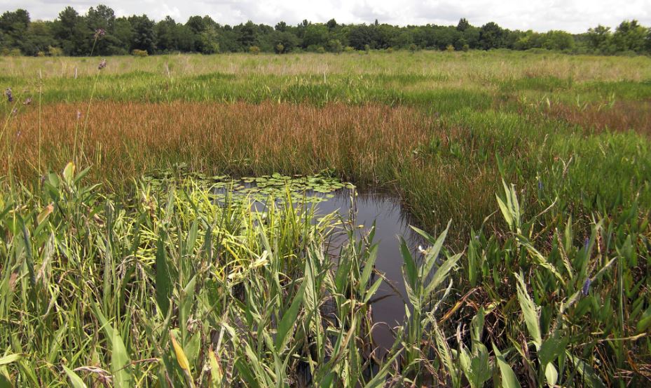 Conservation Easements in Texas Land Conservation Easements