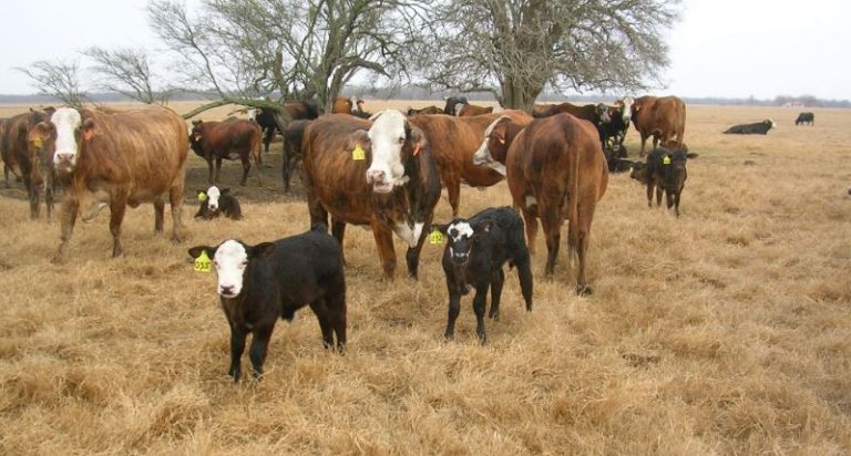 Grazing Lease Rates In Texas