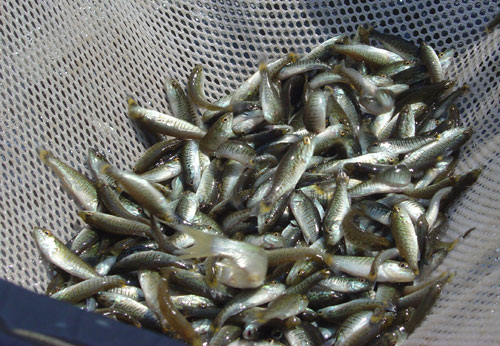 Fish Stocking for Pond Management