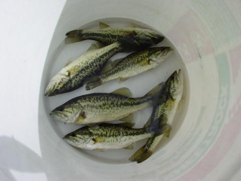 Stocking fish can kick start your pond management program.